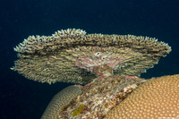 Acropora cytherea (Table Coral)
