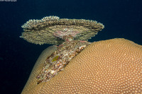 Diploastrea heliopora (Honeycomb Coral)