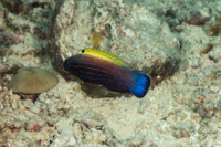 Labropsis xanthonota (Wedge-Tailed Wrasse)