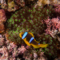 Amphiprion clarkii (Clark's Anemonefish)