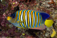 Pygoplites diacanthus (Regal Angelfish)