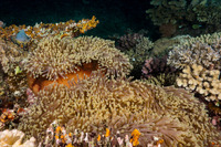 Heteractis magnifica (Magnificent Sea Anemone)