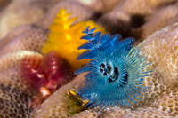 Spirobranchus sp.1 (Christmas Tree Worm)