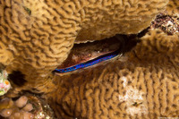 Pedum spondyloideum (Iridescent Scallop)