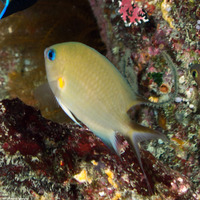 Chromis amboinensis (Ambon Chromis)