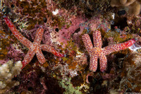Linckia multifora (Multipore Sea Star)