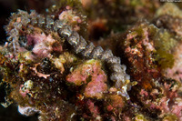 Pteraeolidia semperi (Blue Dragon Nudibranch)