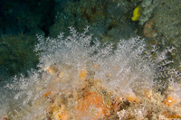 Dendronephthya sp.1 (Dendronephthya)