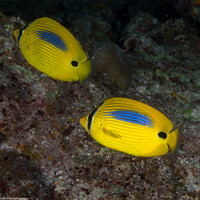 Chaetodon plebius (Blue-Spot Butterflyfish)