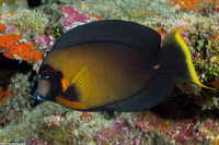 Acanthurus pyroferus (Mimic Surgeonfish)