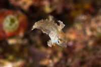 Macropharyngodon meleagris (Leopard Wrasse)