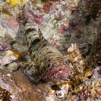 Saurida gracilis (Slender Lizardfish)