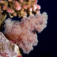 Dendronephthya sp.1 (Dendronephthya)