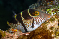 Canthigaster valentini (Black-Saddled Toby)