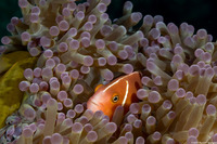 Amphiprion perideraion (Pink Anemonefish)