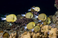 Dascyllus reticulatus (Reticulated Dascyllus)