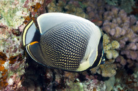 Chaetodon reticulatus (Reticulated Butterflyfish)