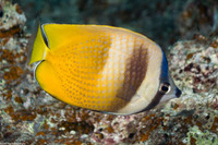 Chaetodon kleinii (Blacklip Butterflyfish)