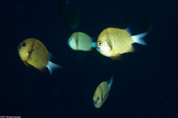 Dascyllus reticulatus (Reticulated Dascyllus)