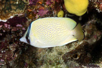 Chaetodon citrinellus (Speckled Butterflyfish)