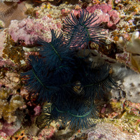 Clarkcomanthus mirabilis (Extraordinary Feather Star)
