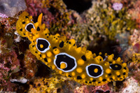 Phyllidia ocellata (Ocellated Phyllidia)