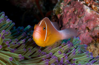 Amphiprion perideraion (Pink Anemonefish)