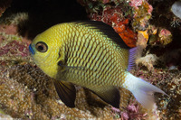 Dascyllus reticulatus (Reticulated Dascyllus)
