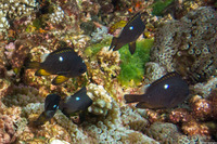 Dascyllus trimaculatus (Threespot Dascyllus)