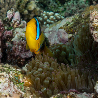 Amphiprion chrysopterus (Orangefin Anemonefish)