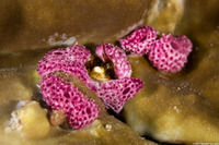 Trididemnum sp.2 (Trididemnum sp.1)