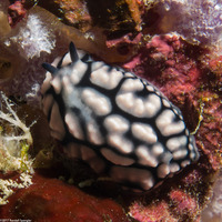 Phyllidiella pustulosa (Pustulose Phyllidia)