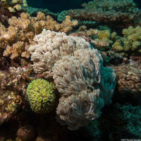 Heteroxenia fuscescens (Heteroxenia Fuscescens)