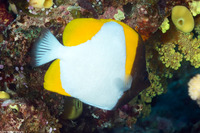 Hemitaurichthys polylepis (Pyramid Butterflyfish)