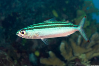 Pterocaesio trilineata (Threestripe Fusilier)