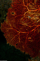 Annella mollis (Giant Sea Fan)