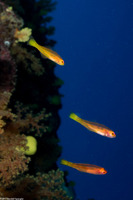 Trimma taylori (Cave Pygmygoby)