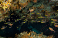 Parapriacanthus ransonneti (Golden Sweeper)