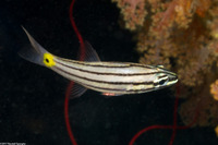 Cheilodipterus isostigmus (Toothy Cardinalfish)