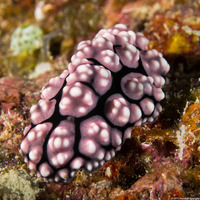 Phyllidiella cooraburrama (Phyllidiella Cooraburrama)