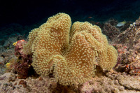 Sarcophyton trocheliophorum (Elephant Ear Coral)