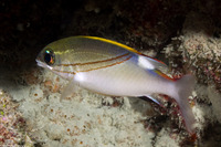 Scolopsis bilineata (Bridled Monocle Bream)