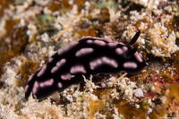 Phyllidiella pustulosa (Pustulose Phyllidia)