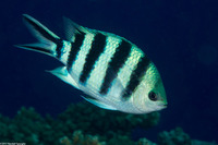 Abudefduf sexfasciatus (Scissortail Sergeant)