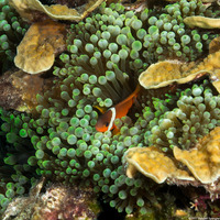 Entacmaea quadricolor (Bubble-Tip Anemone)