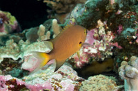 Chromis atripes (Darkfin Chromis)