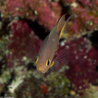 Chromis atripes (Darkfin Chromis)