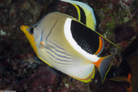 Chaetodon ephippium (Saddled Butterflyfish)