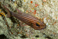 Cheilodipterus macrodon (Tiger Cardinalfish)