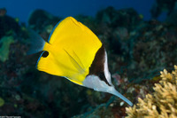 Forcipiger flavissimus (Common Longnose Butterflyfish)